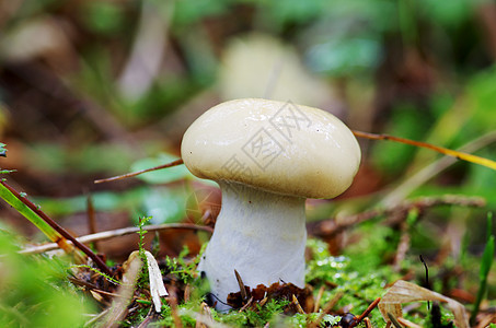 秋林中新鲜天然食用蘑菇之一图片