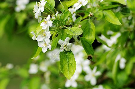 蜜蜂从樱桃树上收集花粉图片