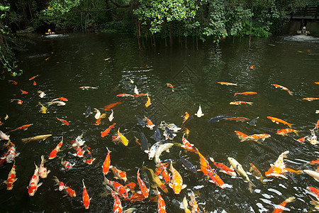 鱼类动物群配种收成生态橙子生物池塘营养栖息地黄色图片