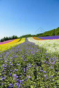 蓝色天空的一排多彩花朵7图片