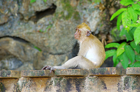 猴子猴猕猴丛林动物群尾巴热带灵长类野生动物生物动物情调图片