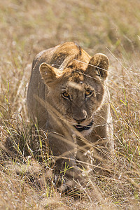 狮子狮座女性荒野草原大猫野生动物日光公园爪子成人哺乳动物图片