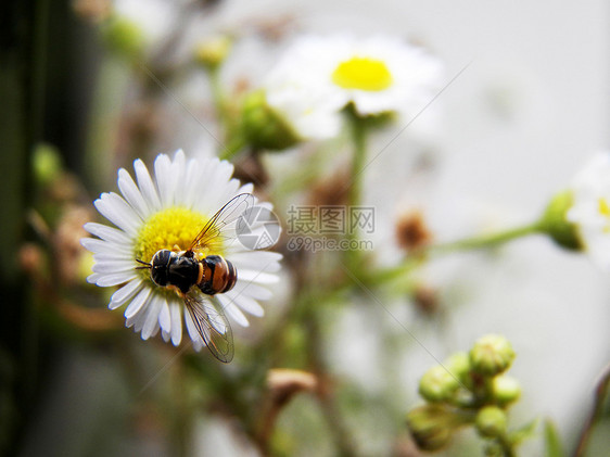 小蜜蜂和鲜花花瓣花冠宏观植物白色花朵心皮黄色动物花粉图片
