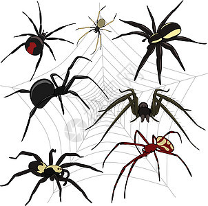 蜘蛛套黑色词源白色卡通片天线昆虫条纹插图动物飞行图片