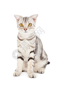 白上孤立的猫哺乳动物猫咪宠物毛皮虎斑白色橙子眼睛小猫图片