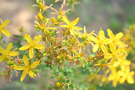 圣约翰之花的黄黄色美丽的花朵花粉花瓣场地树叶草本植物荒野叶子野生动物草地植物学图片