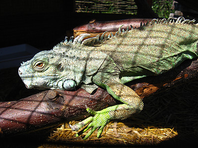 动物园中的绿色大蜥蜴背景图片