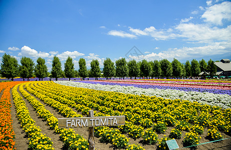 花园天空托米塔农场多彩花朵2背景