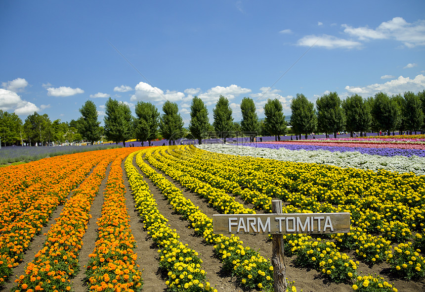 托米塔农场的多彩花朵1图片