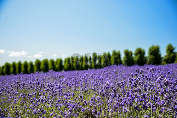 蓝色天空的淡紫花朵场2图片