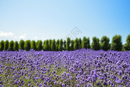 蓝色天空的淡紫花朵田1图片