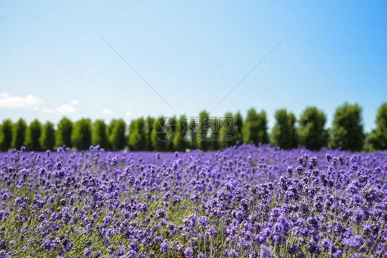 蓝色天空的淡紫花朵田1图片