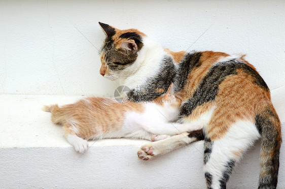 小猫喝牛奶动物雌性毛皮吮吸宠物哺乳动物食物母亲猫科鼻子图片