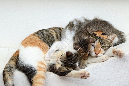小猫喝牛奶母亲牛奶哺乳动物家庭猫科吮吸食物鼻子雌性毛皮图片