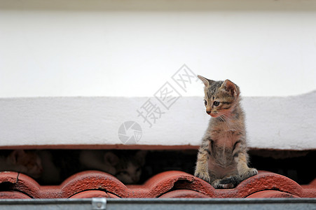 屋顶上的小猫咪毛皮棕色猫科宠物小动物家畜动物红色小猫图片