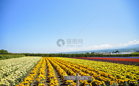 带阳光的多彩花朵5图片