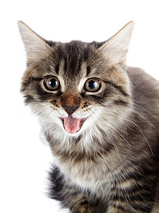一条条纹小猫的肖像图片