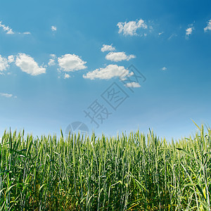 田野和蓝天空绿小麦图片
