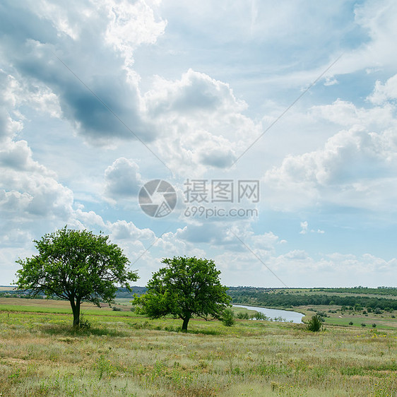 两棵树 在阴云的天空下绿林中图片