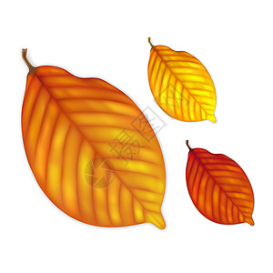 高度详尽的秋假黄色插图绘画艺术橙子棕色植物学静脉曲线季节图片
