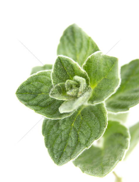 百香草药草本食物美食花园百里香芳香厨房绿色香气疗法图片