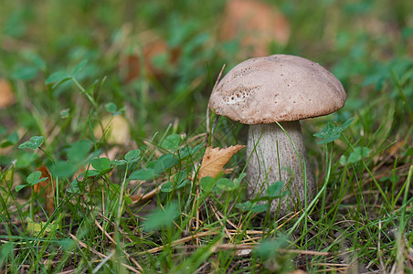 Leccinum( 横向)图片