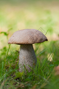 Leccinum( 垂直)图片