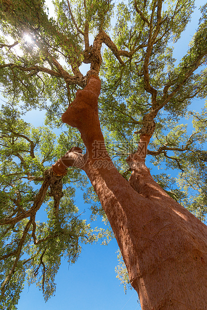 锯开的软木橡树绿色皮肤树叶乡村叶子橡木树干天空木头棕色图片