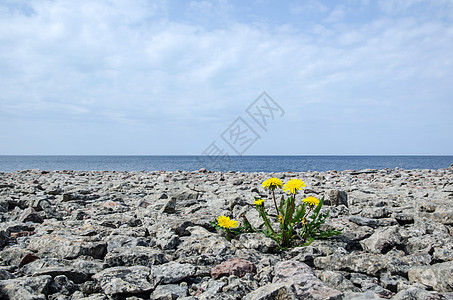 接线机石头蓝色环境美丽土地单人海岸植物晴天沙漠图片