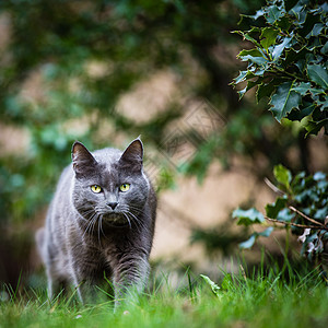 猫在绿草坪上户外 朝你走来尾巴爪子眼睛白色宠物毛皮猫咪绿色家庭冒充图片