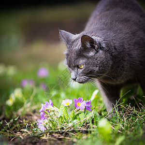 在绿草坪上户外的小猫咪猫科胡须尾巴爪子猫咪家庭头发小猫白色绿色图片