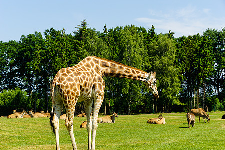 Giraffe 吉拉法卡梅罗帕达里斯哺乳动物橙子贫民窟绿色蓝色动物棕色太阳冒险大草原图片