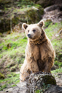 棕熊野生动物毛皮动物园动物牙齿捕食者打猎危险荒野力量图片