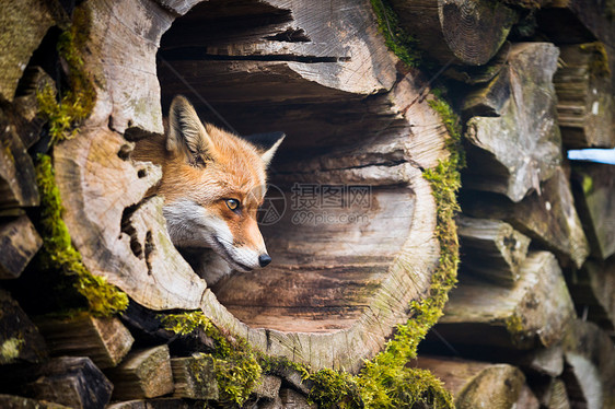 红狐狸犬类哺乳动物工作室猎人野生动物捕食者眼睛食肉动物园幼兽图片