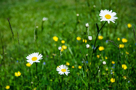 Daisy喜悦图片