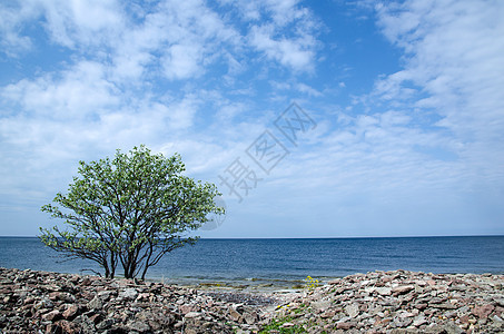 海岸的孤树图片
