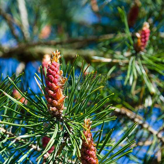 松树花针叶晴天植物指甲季节性绿色红色阳光环境植物学图片