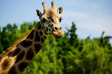 Giraffe 吉拉法卡梅罗帕达里斯太阳蓝色动物橙子绿色棕色丛林荒野哺乳动物冒险图片