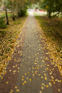 落叶树叶小路季节人行道叶子悲伤黄色背景图片