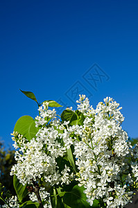 白花叶子植物植物学白色花朵衬套生长乐趣蓝色环境图片