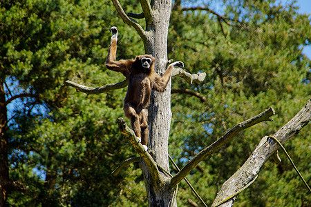 棕头蜘蛛猴子卫星食草野生动物蚁科亚科阳光荒野哺乳动物动物图片