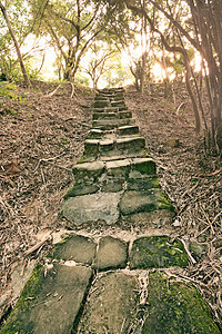 带楼梯的森林通道花园植物群远足环境小路树叶荒野太阳曲线石头图片