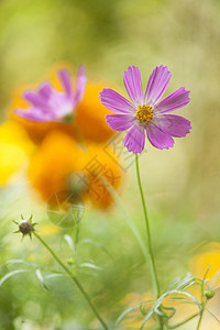 美丽的花朵花瓣公园阳光花园场地植物群季节园艺叶子花坛图片