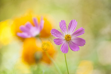 美丽的花朵花瓣花园园艺季节花坛晴天场地宏观蓝色阳光图片