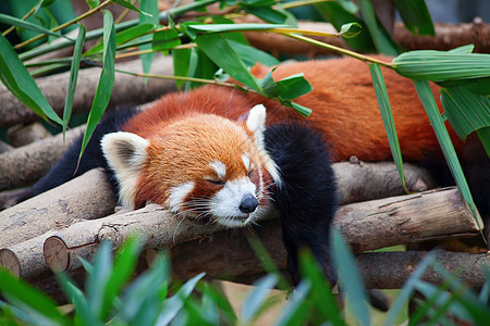 红熊猫 火狐叶子动物环境野生动物富根生物濒危生活树干森林图片
