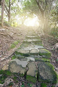 带楼梯的森林通道树叶阳光花园苔藓曲线树木横梁岩石荒野脚步图片