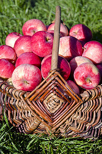 甜甜的夏天苹果 在柳篮子中图片