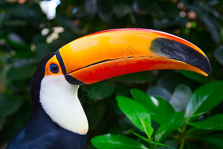 色彩多彩的土瓜旅行羽毛热带鸟舍气候场景荒野森林地形动物园图片