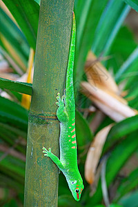 绿壁虎蜥蜴变色龙雨林叶子果汁异国荒野爬虫身体热带图片