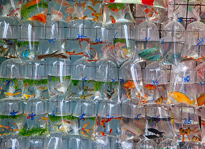 鱼市场爱好空气塑料淡水城市吞咽游乐场金鱼水族馆盐水图片